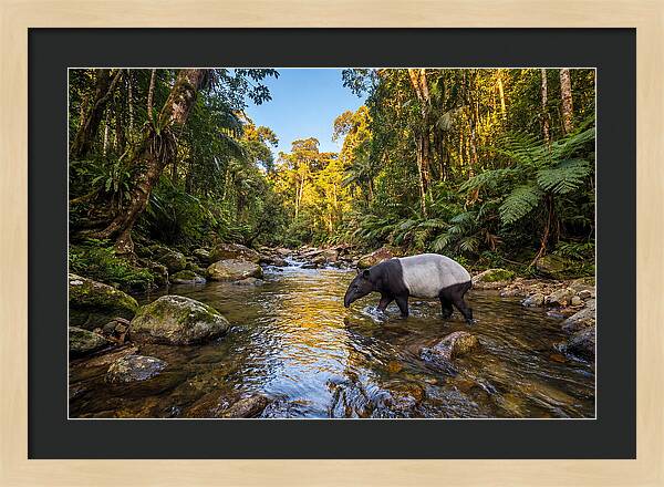 Asian Tapir In Serene Stream