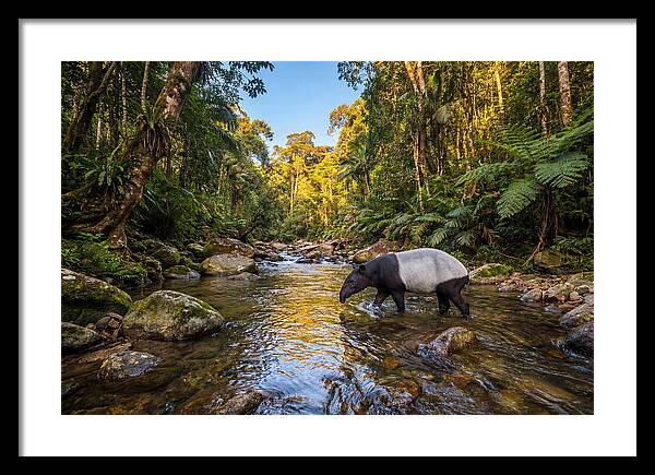 Asian Tapir In Serene Stream