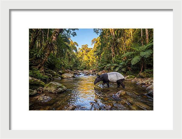 Asian Tapir In Serene Stream