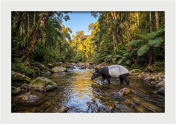 Asian Tapir In Serene Stream