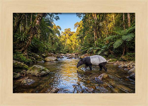 Asian Tapir In Serene Stream