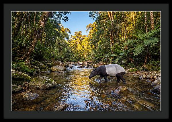 Asian Tapir In Serene Stream