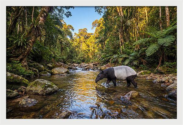 Asian Tapir In Serene Stream