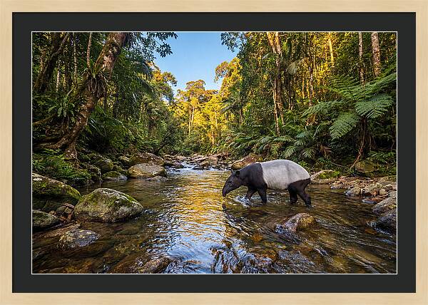 Asian Tapir In Serene Stream