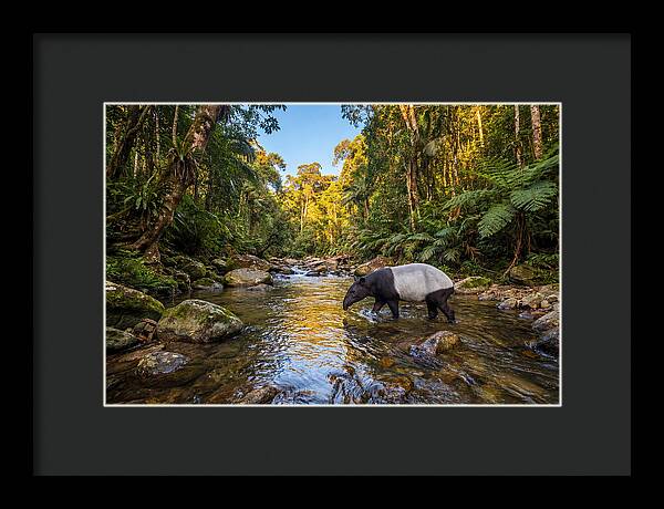Asian Tapir In Serene Stream