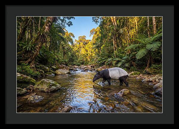 Asian Tapir In Serene Stream