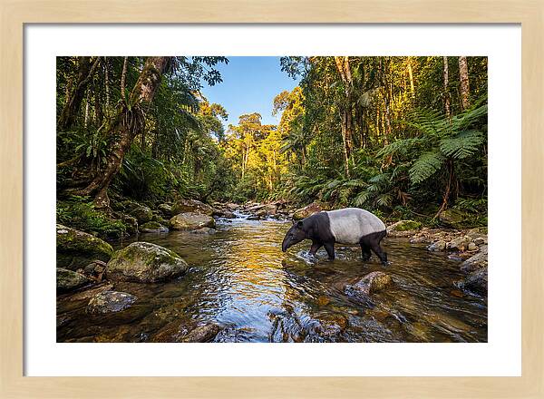 Asian Tapir In Serene Stream