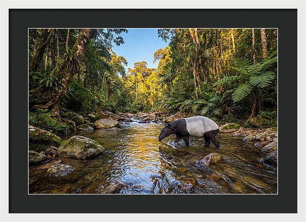 Asian Tapir In Serene Stream