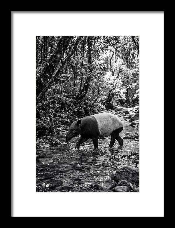 Asian Tapir In Tranquil Stream