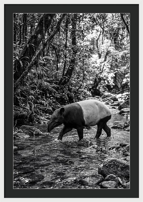 Asian Tapir In Tranquil Stream