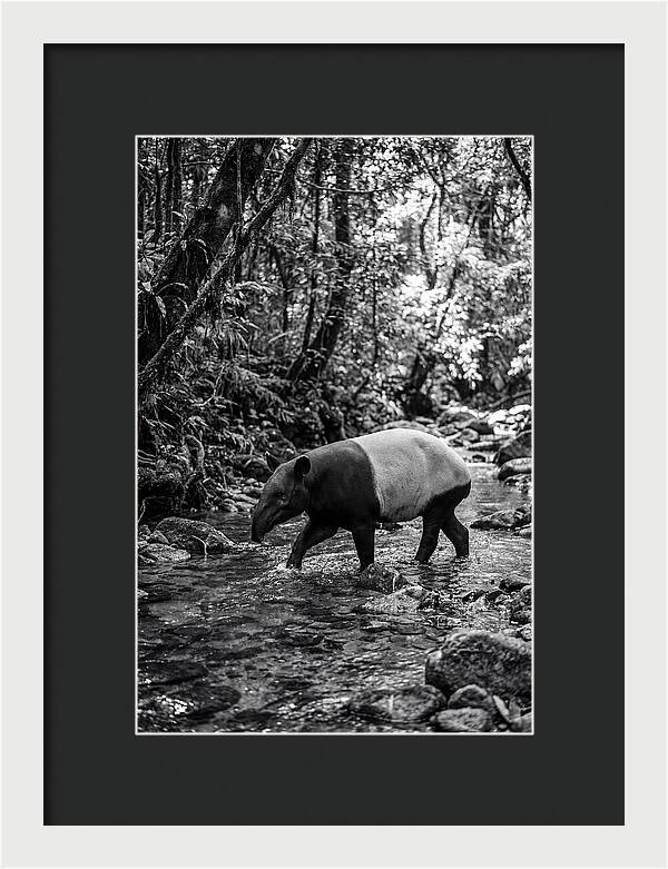 Asian Tapir In Tranquil Stream