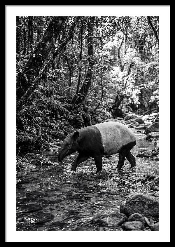 Asian Tapir In Tranquil Stream