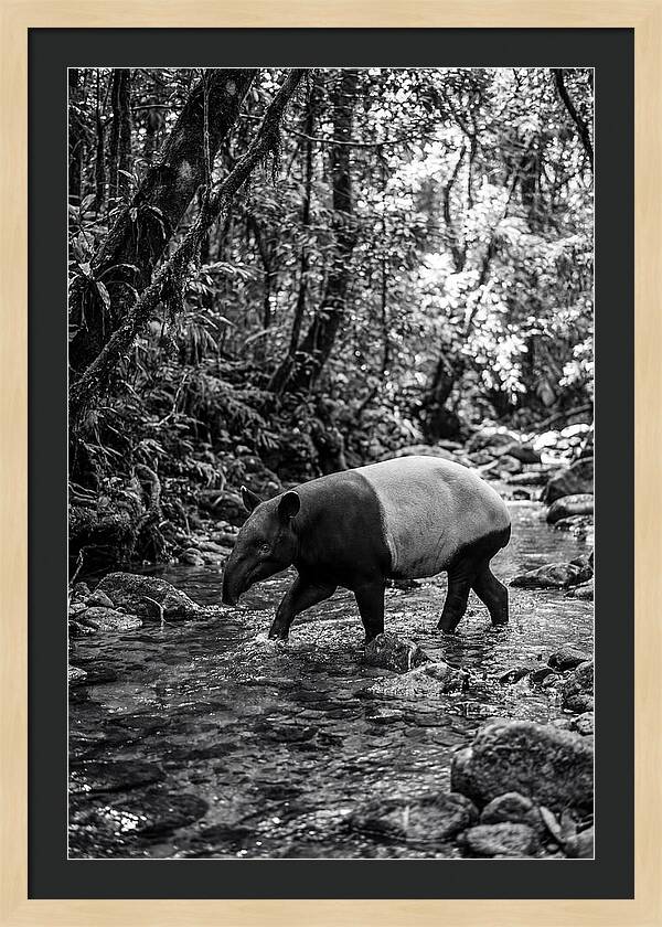 Asian Tapir In Tranquil Stream