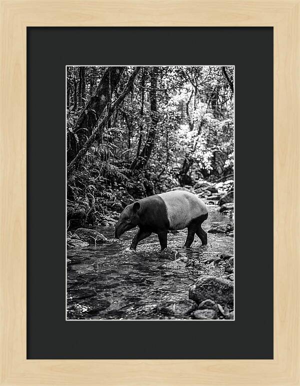 Asian Tapir In Tranquil Stream