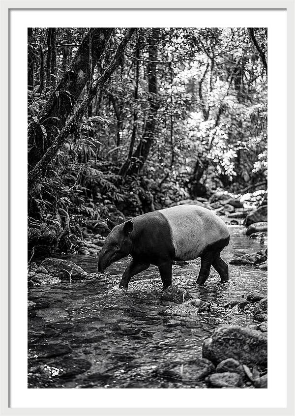 Asian Tapir In Tranquil Stream