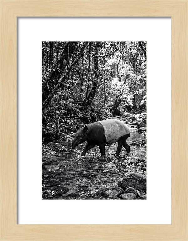 Asian Tapir In Tranquil Stream