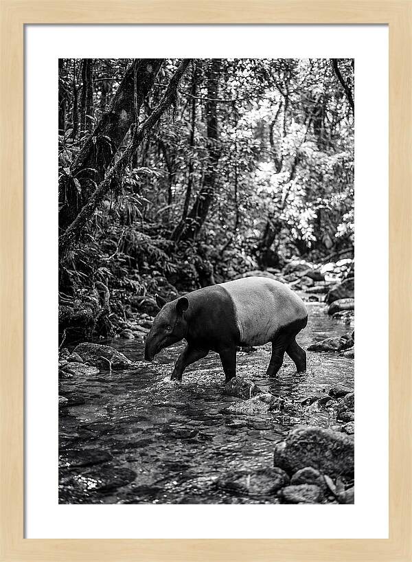 Asian Tapir In Tranquil Stream