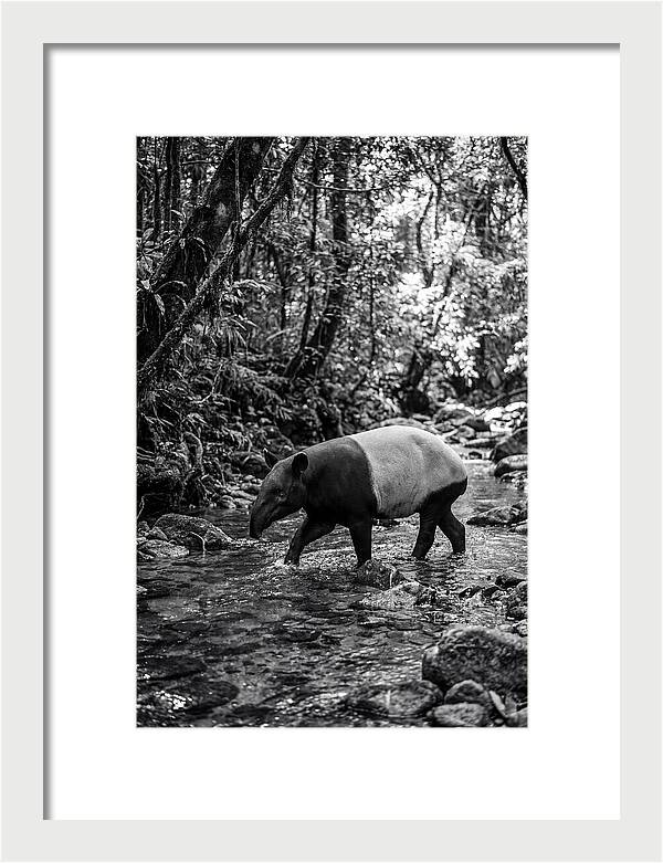 Asian Tapir In Tranquil Stream