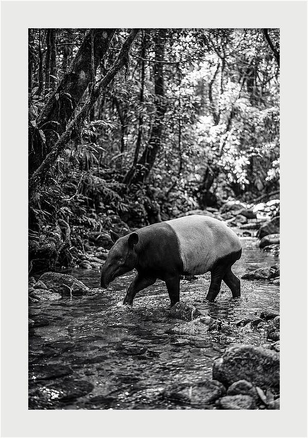Asian Tapir In Tranquil Stream