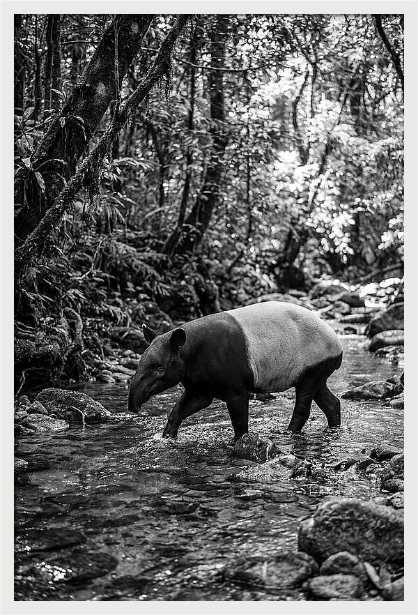Asian Tapir In Tranquil Stream