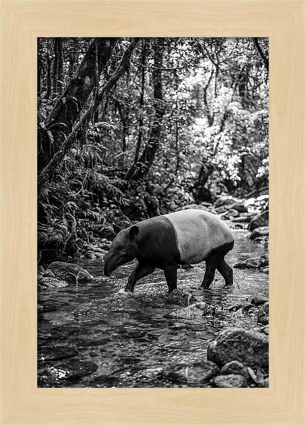 Asian Tapir In Tranquil Stream