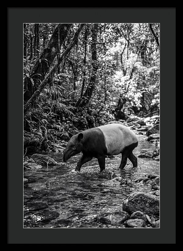 Asian Tapir In Tranquil Stream