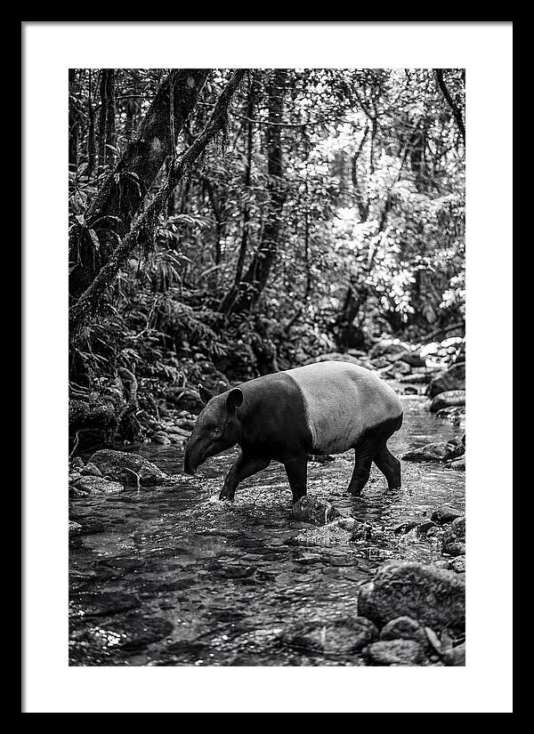 Asian Tapir In Tranquil Stream