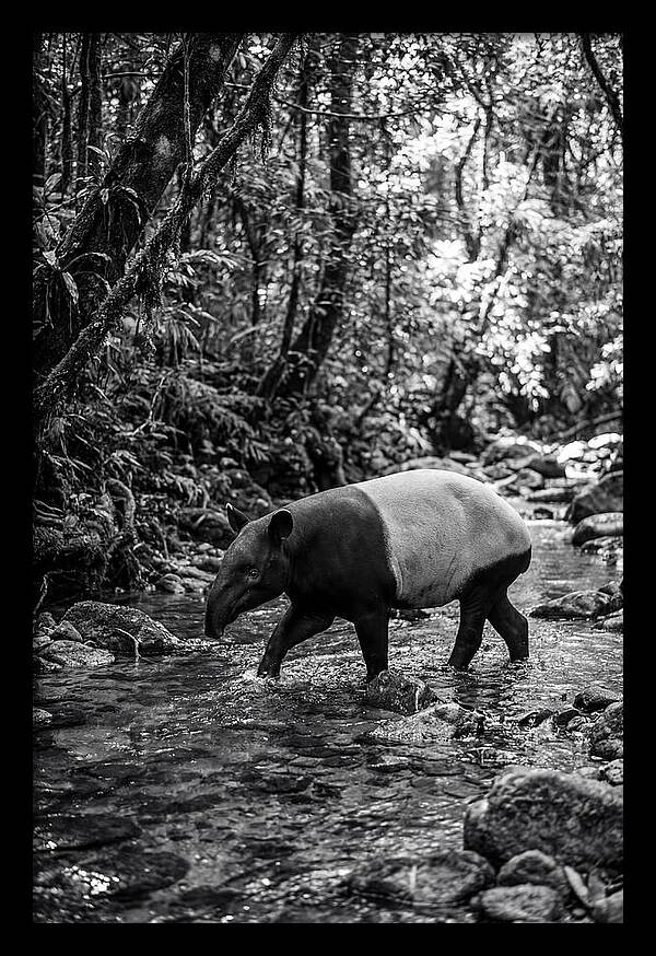 Asian Tapir In Tranquil Stream