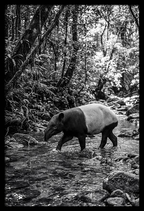 Asian Tapir In Tranquil Stream