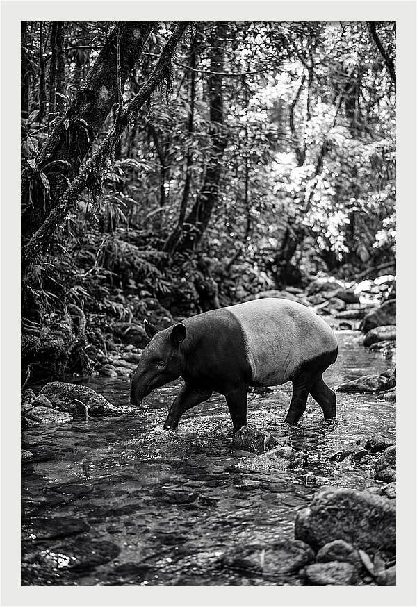 Asian Tapir In Tranquil Stream