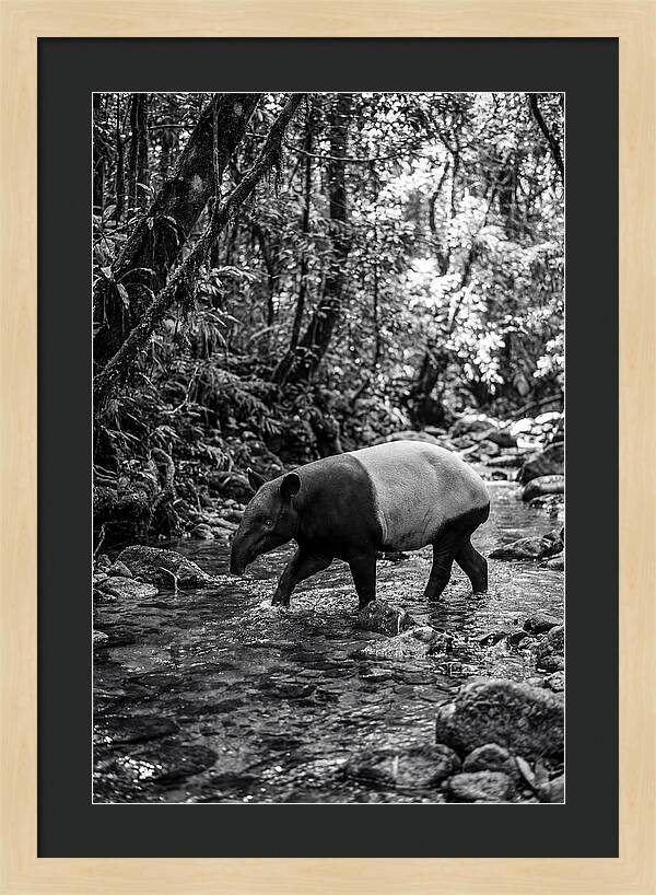 Asian Tapir In Tranquil Stream