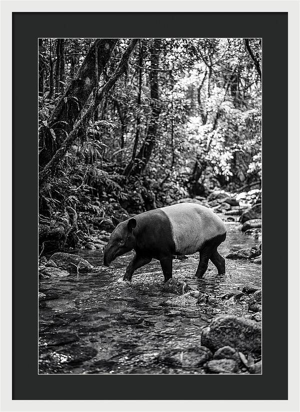 Asian Tapir In Tranquil Stream