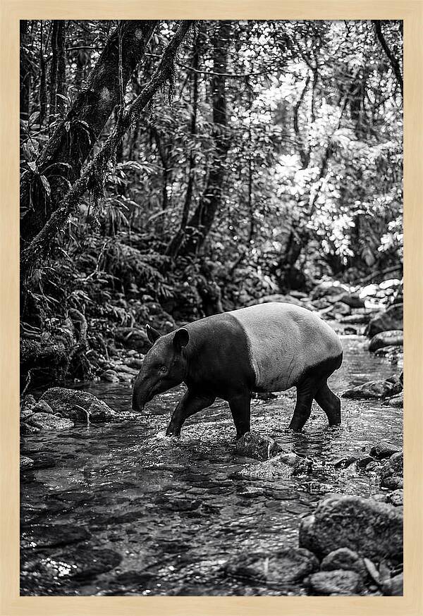 Asian Tapir In Tranquil Stream