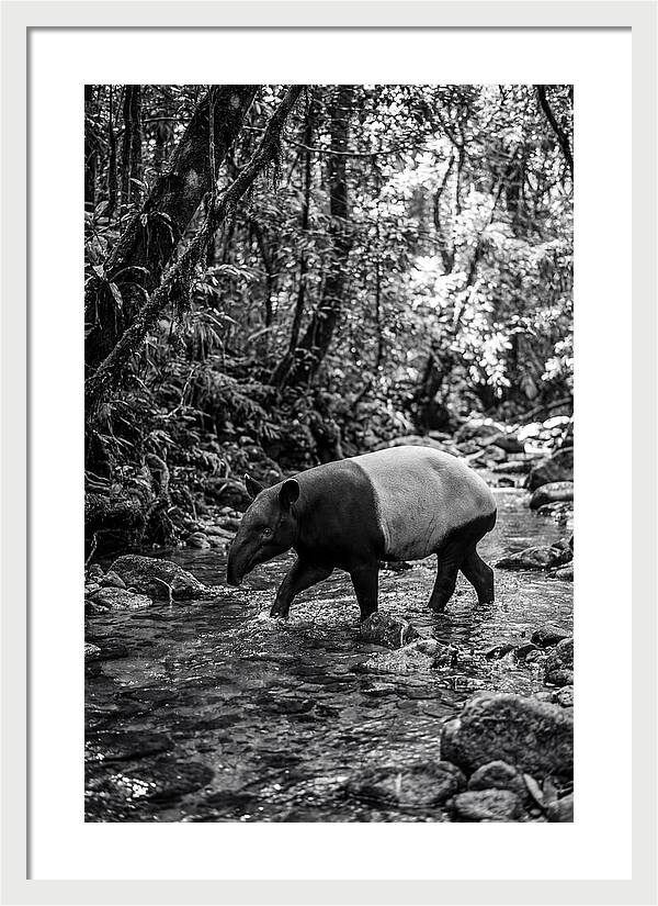 Asian Tapir In Tranquil Stream