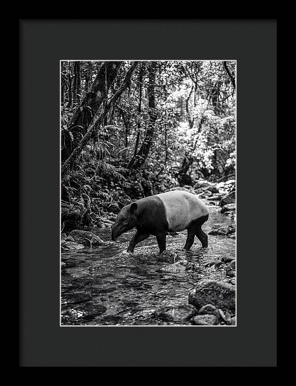 Asian Tapir In Tranquil Stream