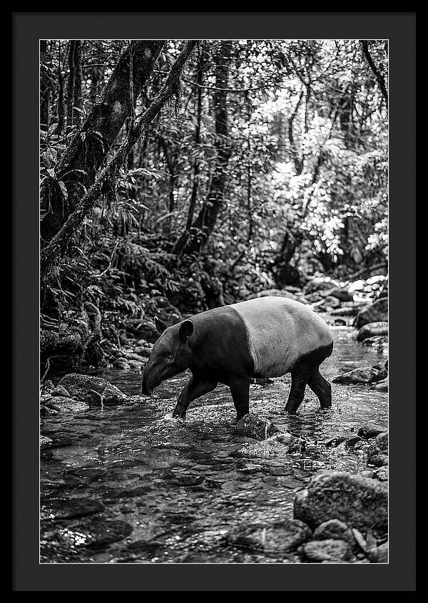 Asian Tapir In Tranquil Stream