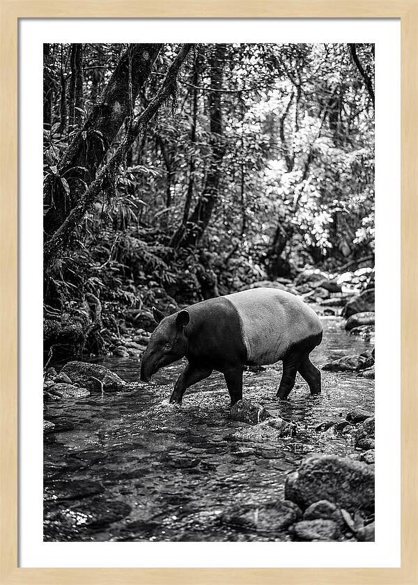 Asian Tapir In Tranquil Stream
