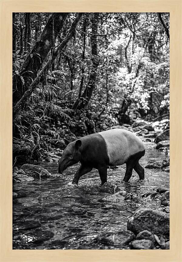 Asian Tapir In Tranquil Stream