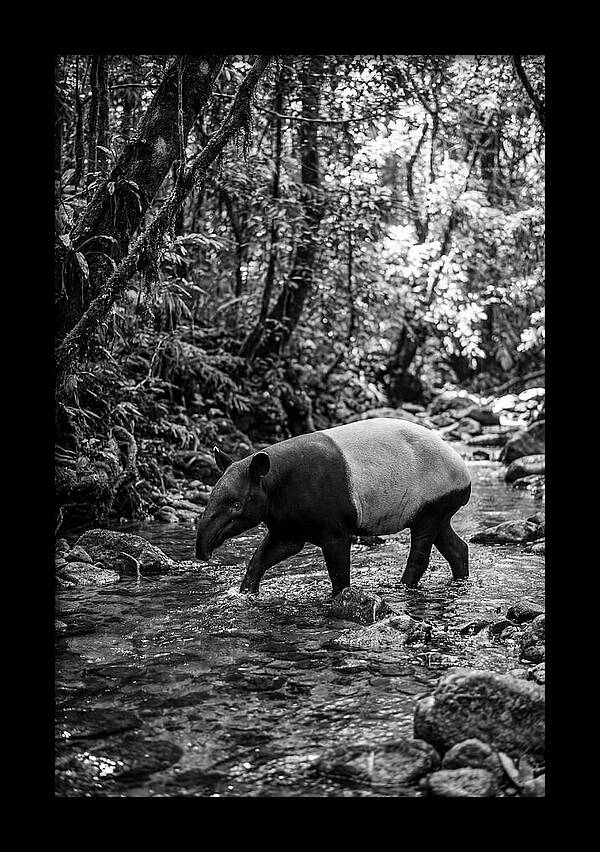 Asian Tapir In Tranquil Stream