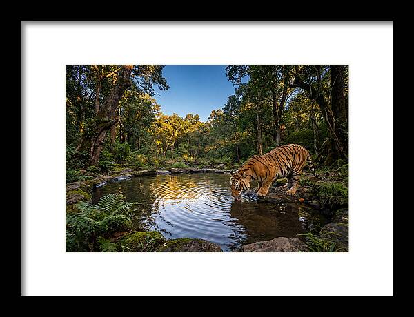 Asian Tiger At Water Pool