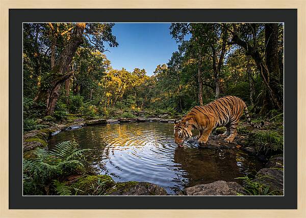 Asian Tiger At Water Pool