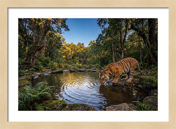 Asian Tiger At Water Pool