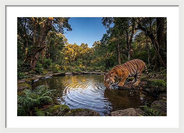 Asian Tiger At Water Pool
