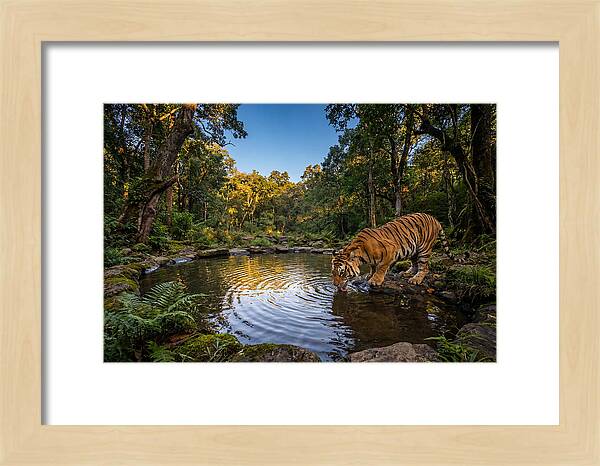 Asian Tiger At Water Pool