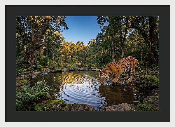 Asian Tiger At Water Pool