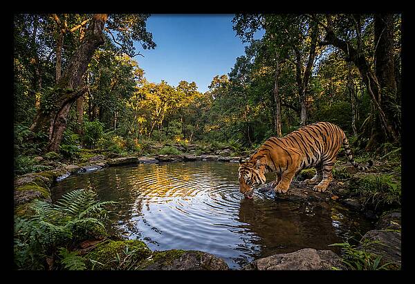 Asian Tiger At Water Pool