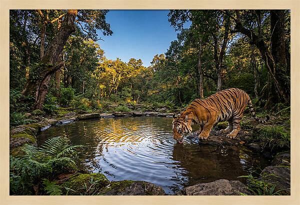 Asian Tiger At Water Pool