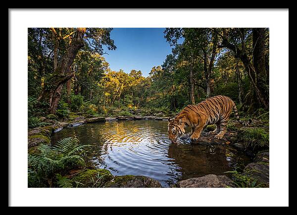 Asian Tiger At Water Pool