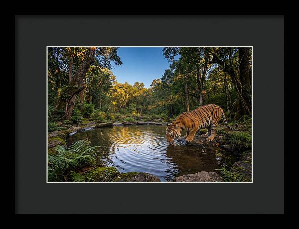 Asian Tiger At Water Pool