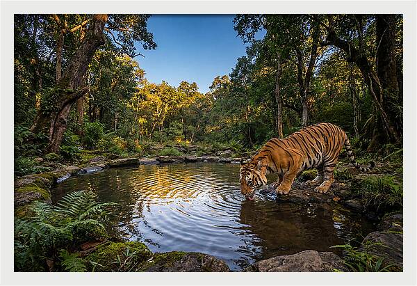 Asian Tiger At Water Pool